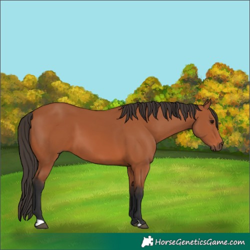 Horse Color:Bay 
