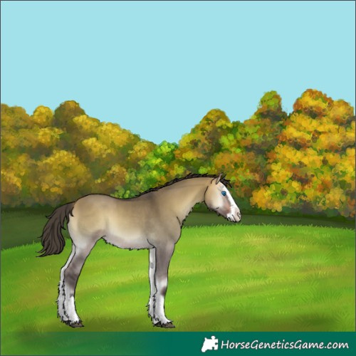 Horse Color:Buckskin Onyx Splash 