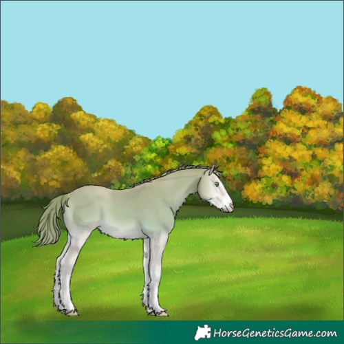 Horse Color:Perlino Onyx