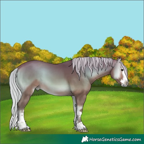 Horse Color:Silver Buckskin Onyx Splash 
