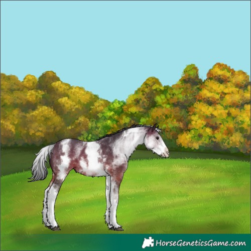 Horse Color:White Spotted Brown Rabicano 