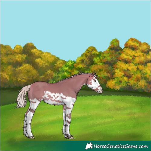 Horse Color:Silver Buckskin Dun Splash 