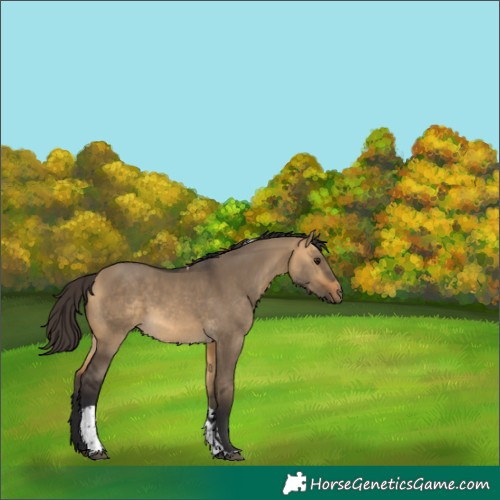Horse Color:Buckskin Dun Tobiano 