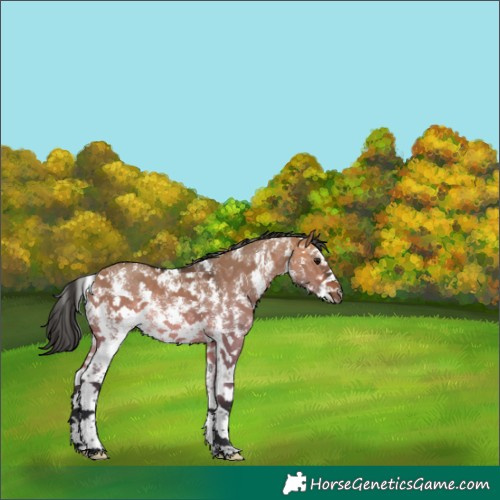 Horse Color:Brown Dun Sabino Rabicano 