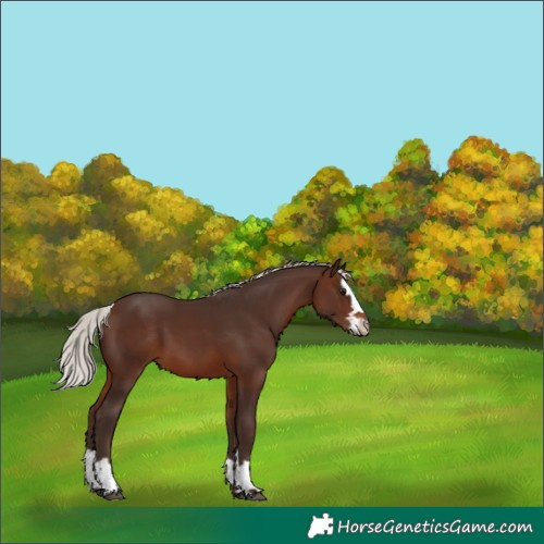 Horse Color:Silver Brown Splash 