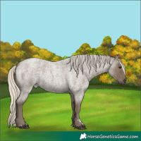 Horse Color:Silver Smoky Blue Roan 