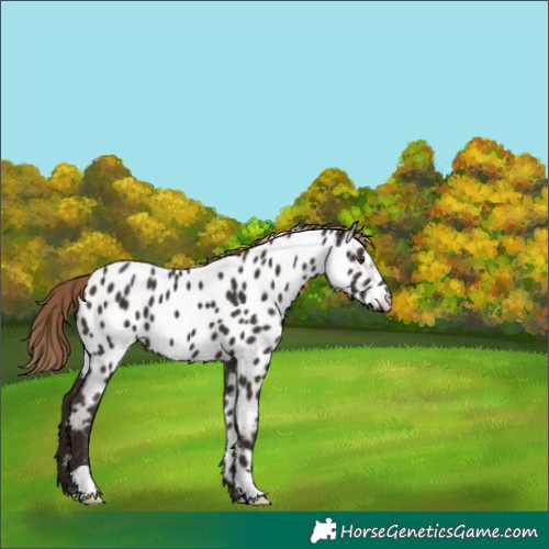 Horse Color:Liver Chestnut Near Leopard 
