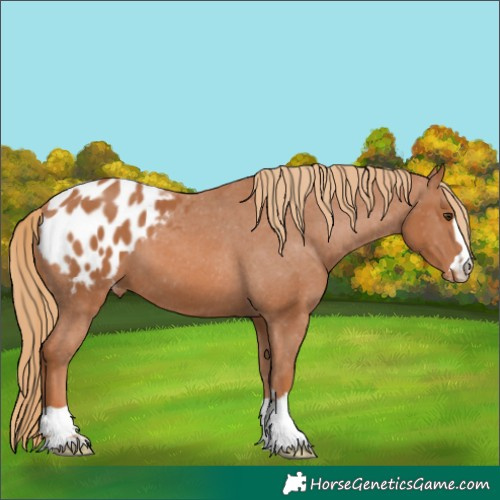 Horse Color:Chestnut Appaloosa 