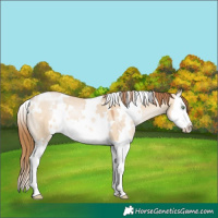 Horse Color:White Spotted Bay Pearl Dun Splash 