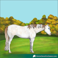 Horse Color:White Spotted Brown Pearl Dun Mushroom Sabino Splash
