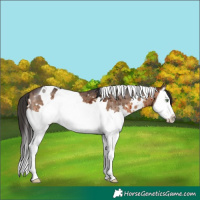 Horse Color:White Spotted Brown Dun Splash Brindle