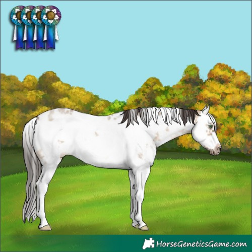 Horse Color:White Spotted Brown Dun Sabino Splash Frame Rabicano 