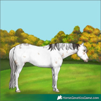 Horse Color:White Spotted Brown Dun Sabino Splash Frame Rabicano 