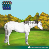 Horse Color:White Spotted Brown Dun Sabino Splash Frame Rabicano