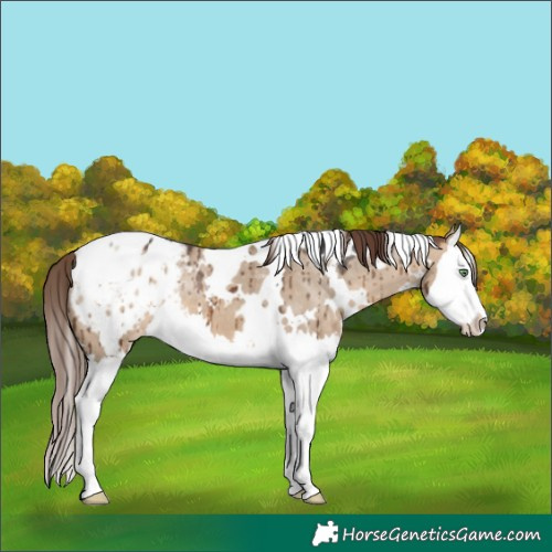 Horse Color:White Spotted Brown Dun Splash Appaloosa Brindle 