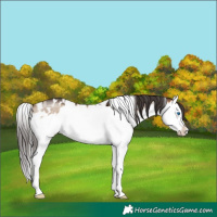 Horse Color:White Spotted Bay Dun Mushroom Splash 