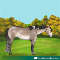Horse Color:White Spotted Bay Dun Mushroom Splash 