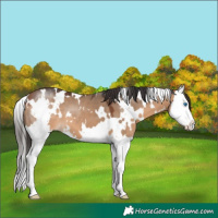 Horse Color:White Spotted Bay Dun Splash 
