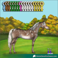 Horse Color:White Spotted Liver Red Dun Mushroom Rabicano Brindle 