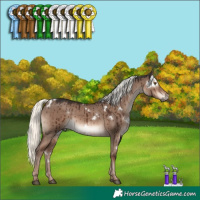 Horse Color:White Spotted Liver Red Dun Mushroom Rabicano Brindle 