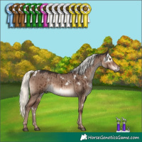 Horse Color:White Spotted Liver Red Dun Mushroom Rabicano Brindle