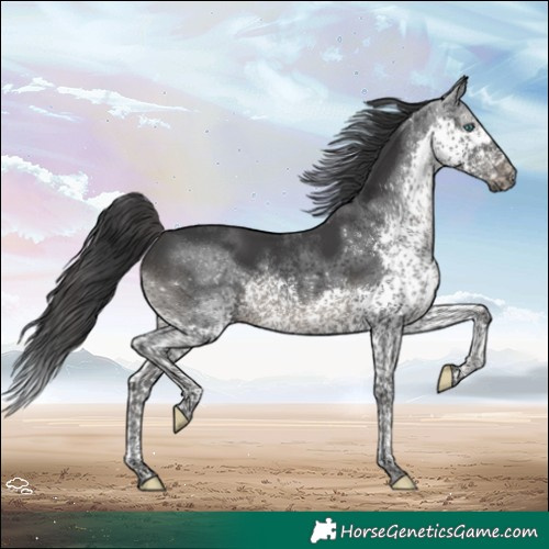 Horse Color:Black Splash Tobiano 