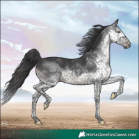Horse Color:Black Splash Tobiano