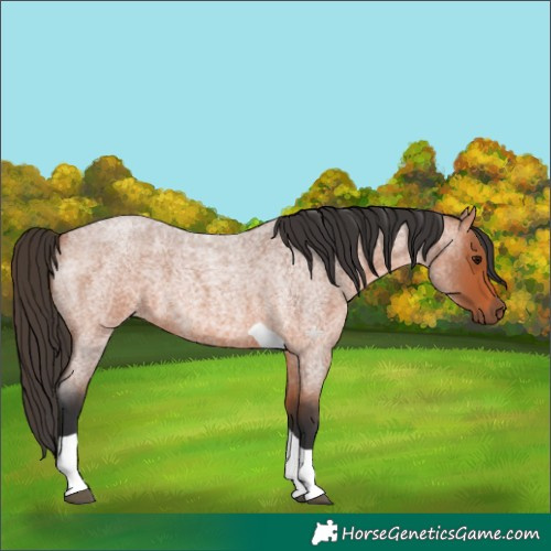 Horse Color:Bay Roan Tobiano 