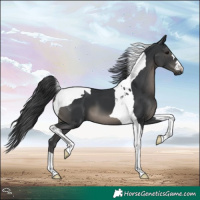 Horse Color:Black Tobiano 