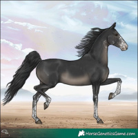 Horse Color:White Spotted Black Tobiano 