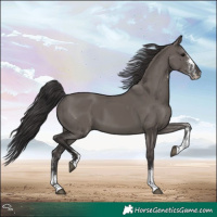 Horse Color:White Spotted Smoky Grullo Tobiano