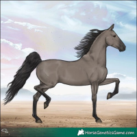 Horse Color:Smoky Grullo 