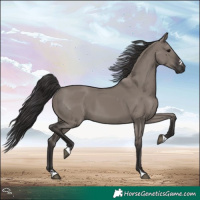 Horse Color:Smoky Grullo