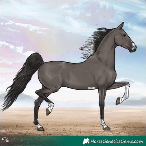 Horse Color:Smoky Grullo Tobiano