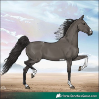 Horse Color:Smoky Grullo Tobiano