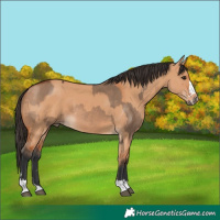 Horse Color:Bay Dun  and Bay Dun 