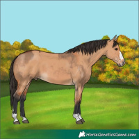 Horse Color:Bay Dun  and Bay Dun 