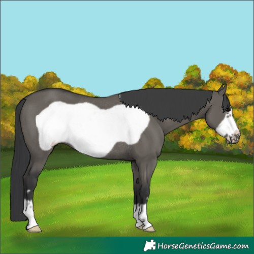 Horse Color:Grullo Frame Rabicano