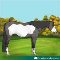 Horse Color:Grullo Frame Rabicano 