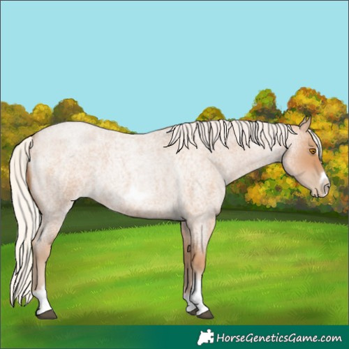 Horse Color:Unknown 