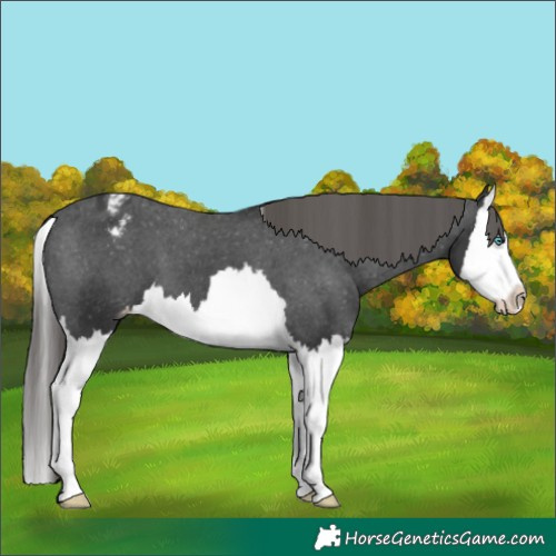 Horse Color:Black Splash Appaloosa 