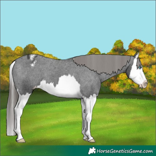 Horse Color:Black Splash Varnish