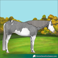 Horse Color:Black Splash Appaloosa
