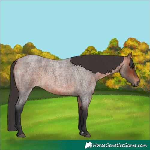 Horse Color:Bay Roan 