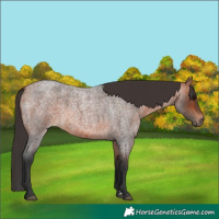 Horse Color:Bay Roan