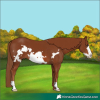 Horse Color:Chestnut Frame