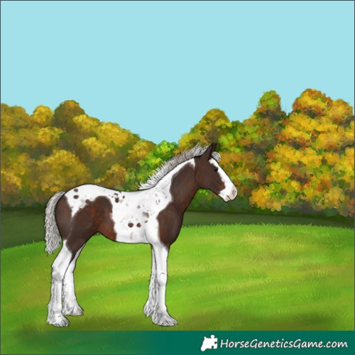 Horse Color:Silver Brown Splash Tobiano 