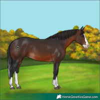 Horse Color:Brown Splash Rabicano 