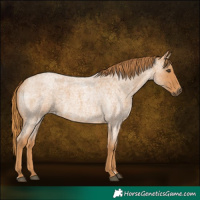 Horse Color:Red Roan