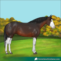 Horse Color:Brown Splash Rabicano 